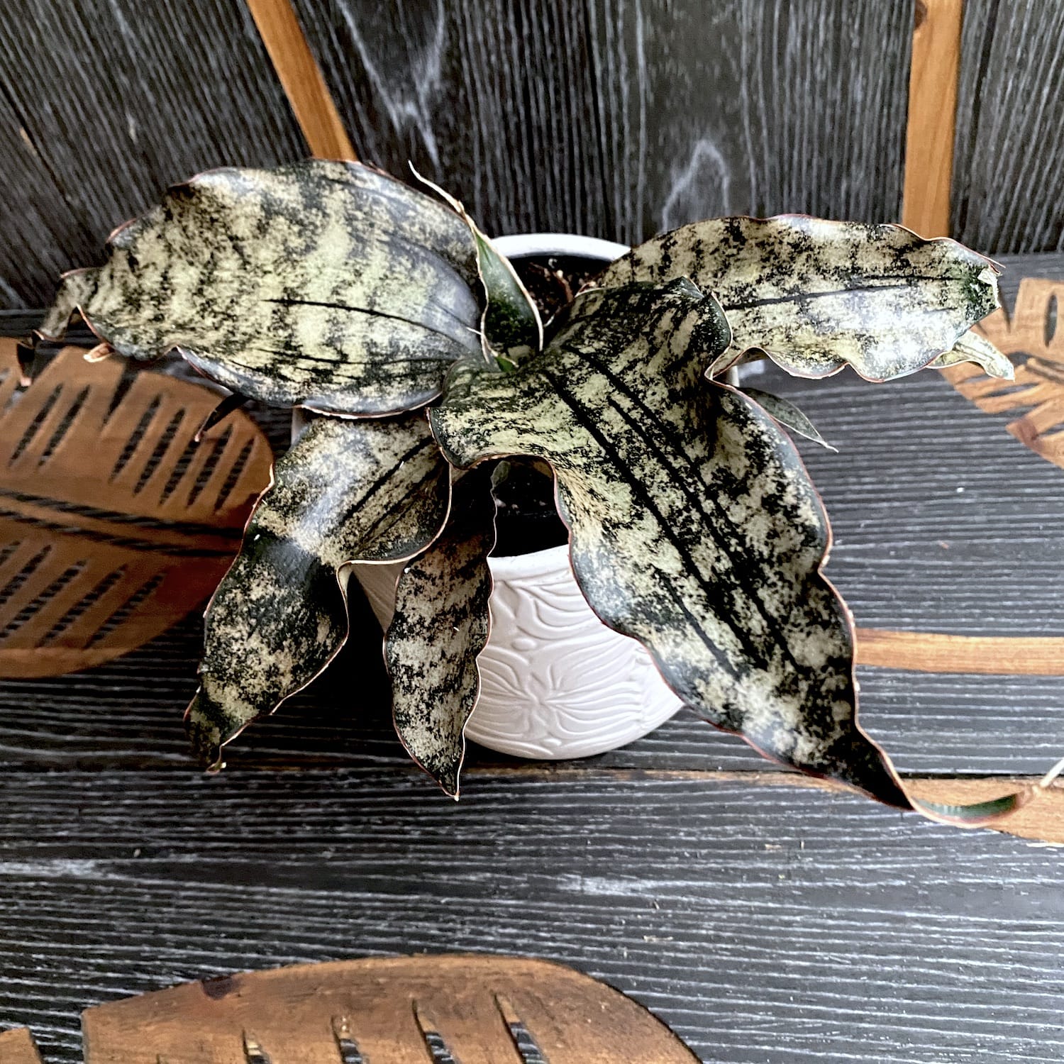 Sansevieria 'Star Canyon Granite'