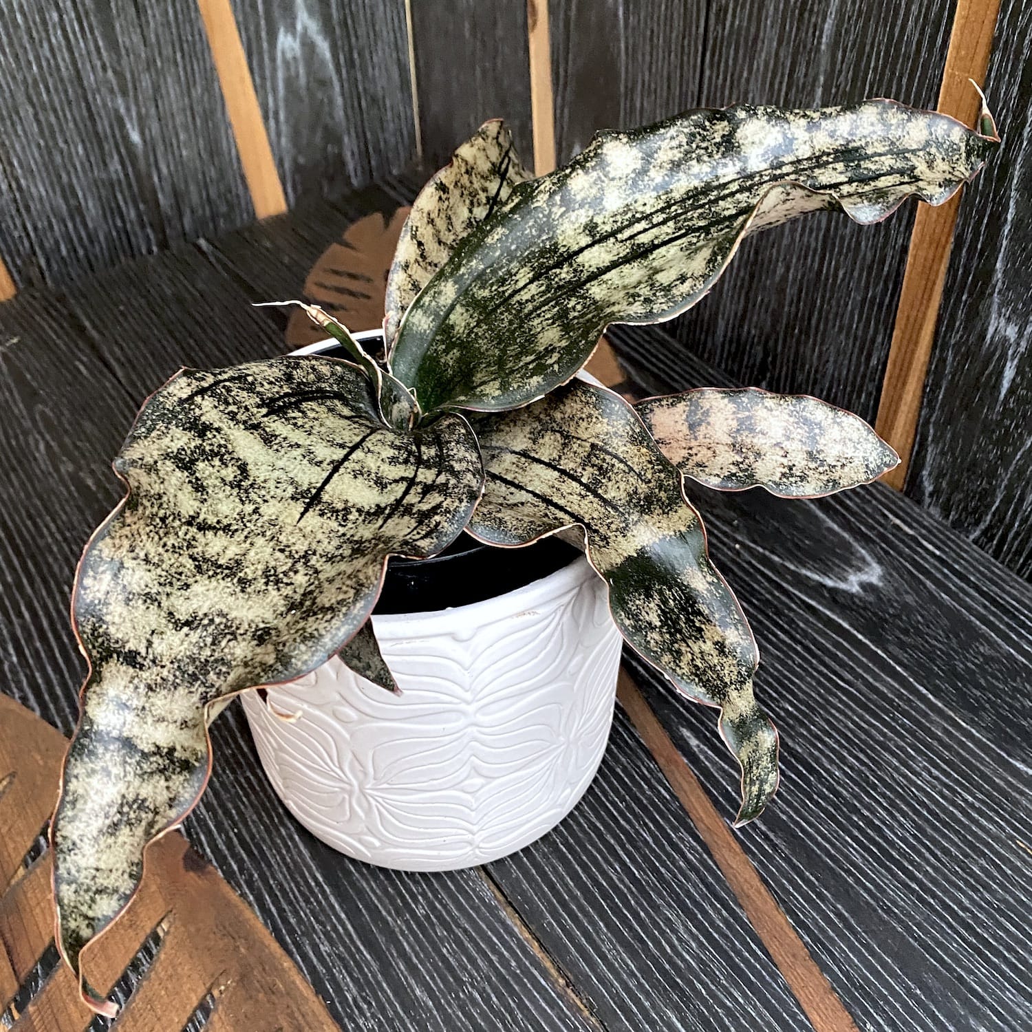 sansevieria star canyon granite Sansewieria 'Star Canyon Granite' – Secret Garden Plant Shop