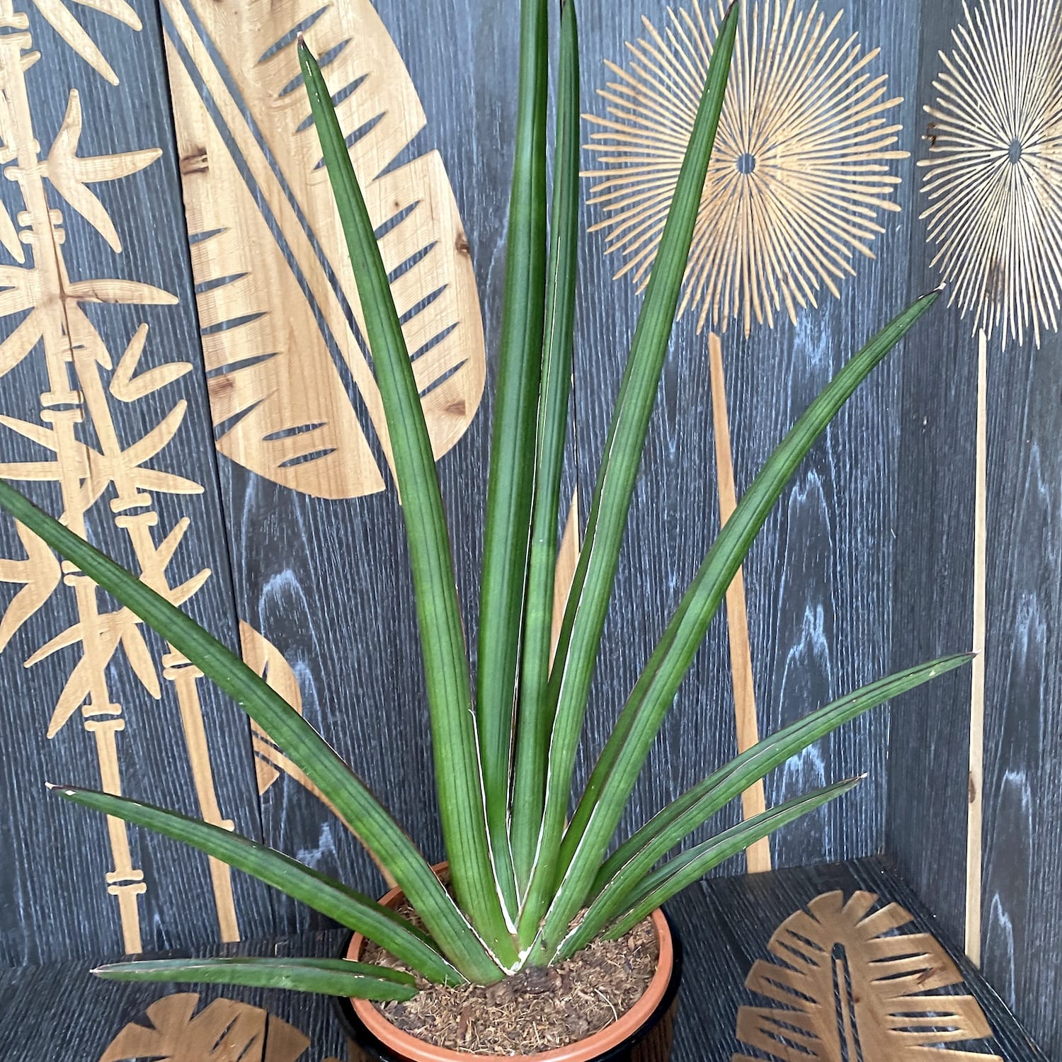 Sansevieria cylindrica - exemplarele XL