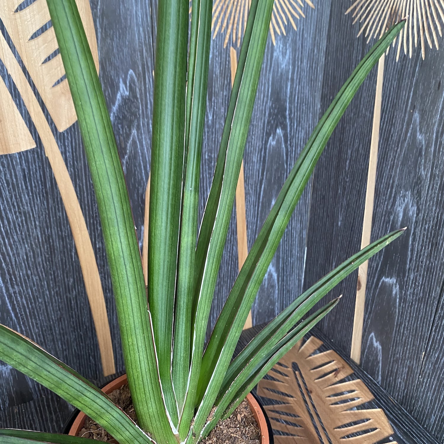 Sansevieria cylindrica - exemplarele XL