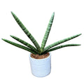 Sansevieria cylindrica Skyline