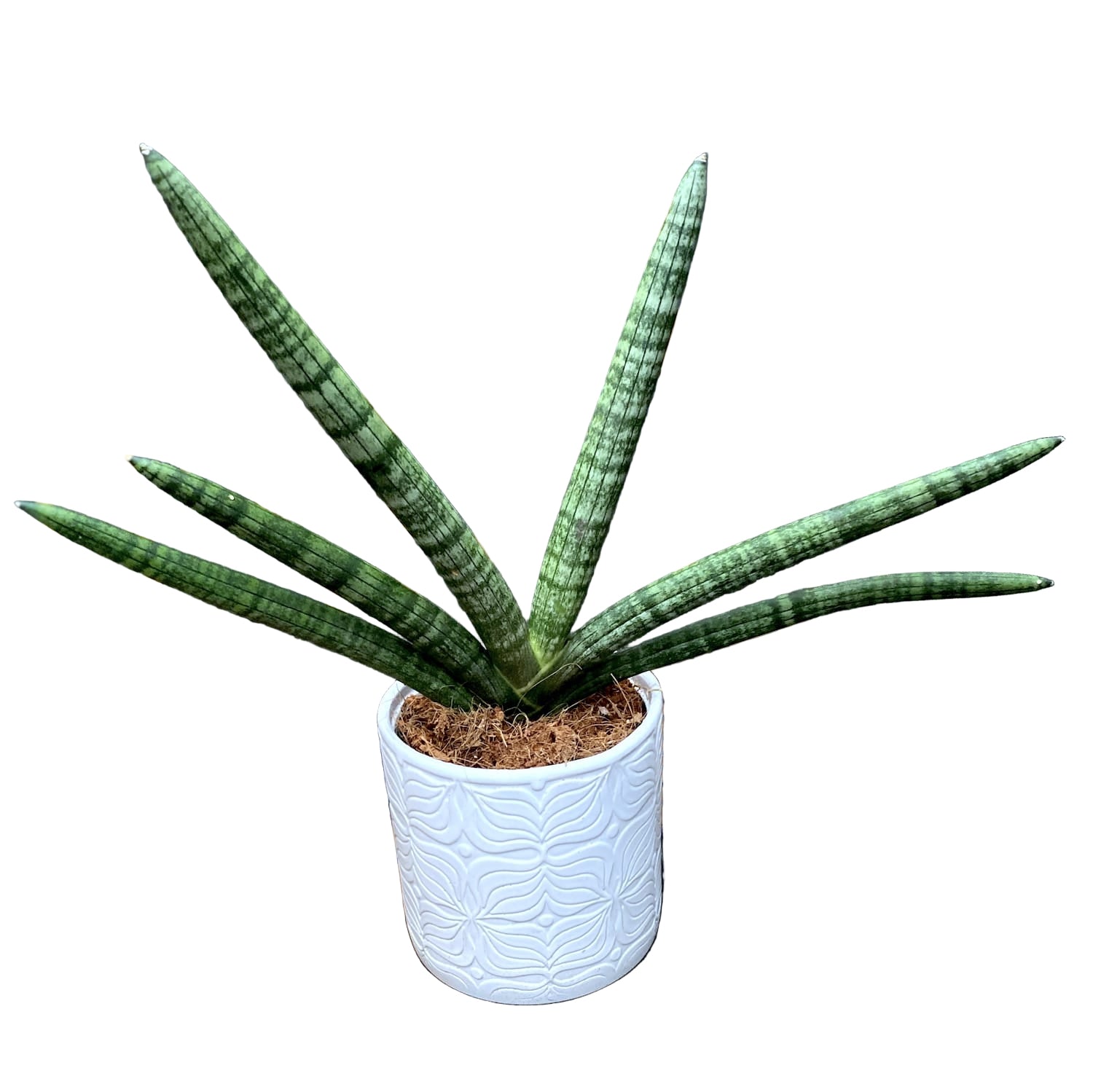 Sansevieria cylindrica Skyline