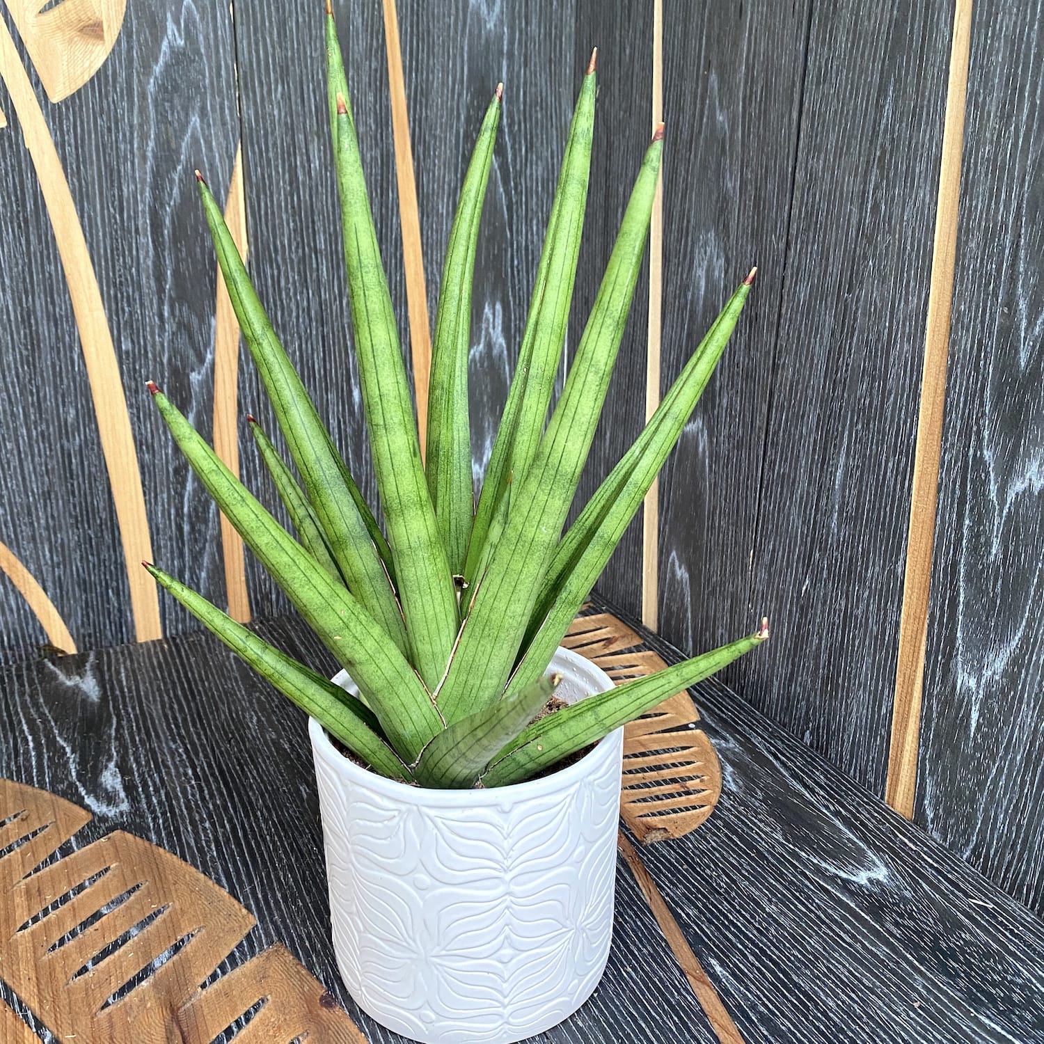 Sansevieria cylindrica 'Handshake'(Planta sarpe)