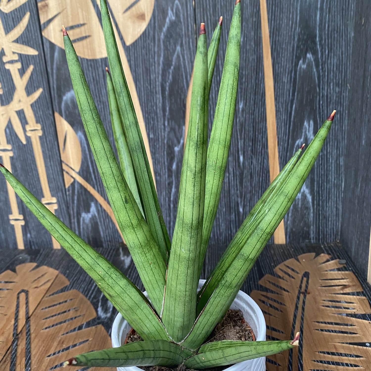 Sansevieria cylindrica 'Handshake'(Planta sarpe)
