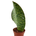 Sansevieria masoniana (Shark Fin)
