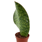 Sansevieria masoniana (Shark Fin)