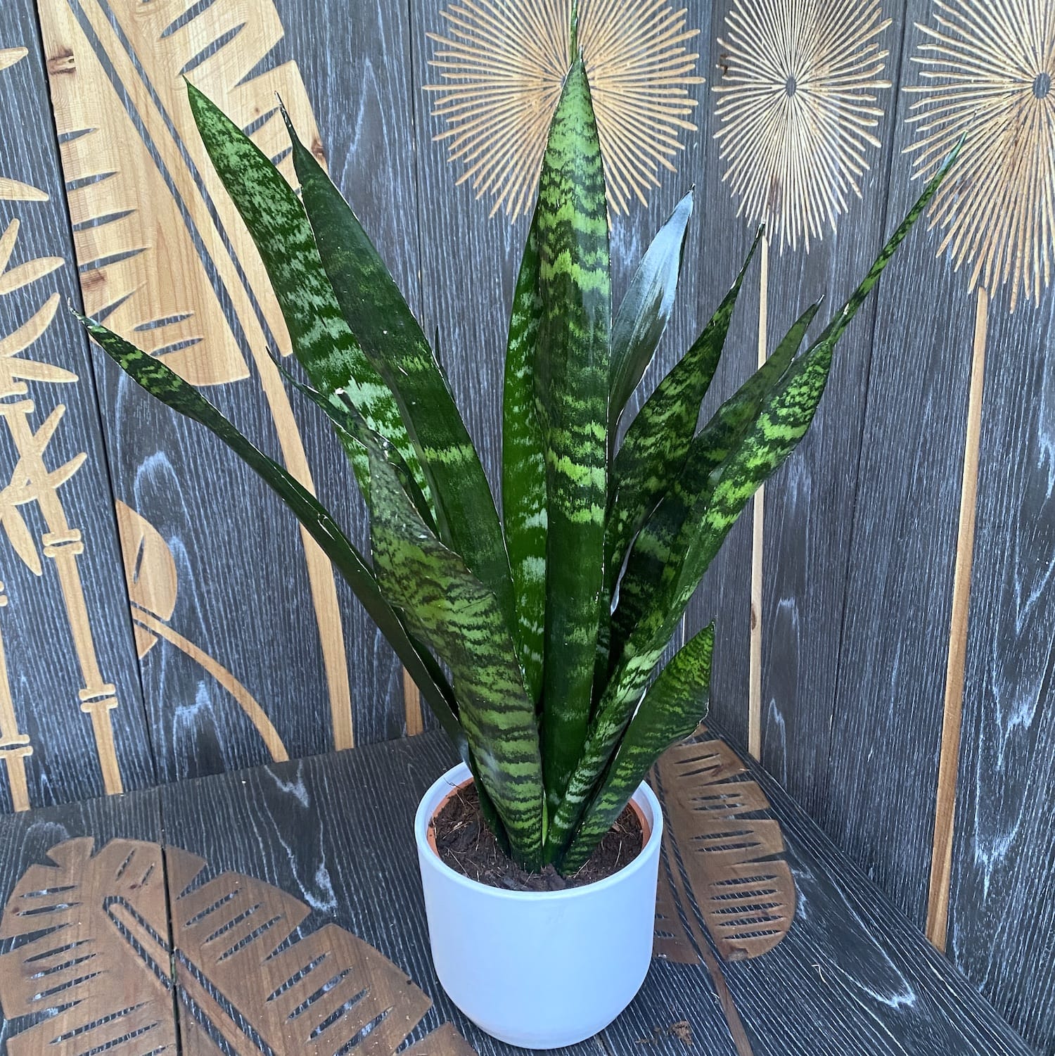 Tall Flowering Sanseviera trifasciata in Ceramic Pot, Furniture & Home