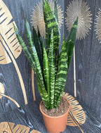 Sansevieria trifasciata Black Coral - tchýnin jazyk H60 cm