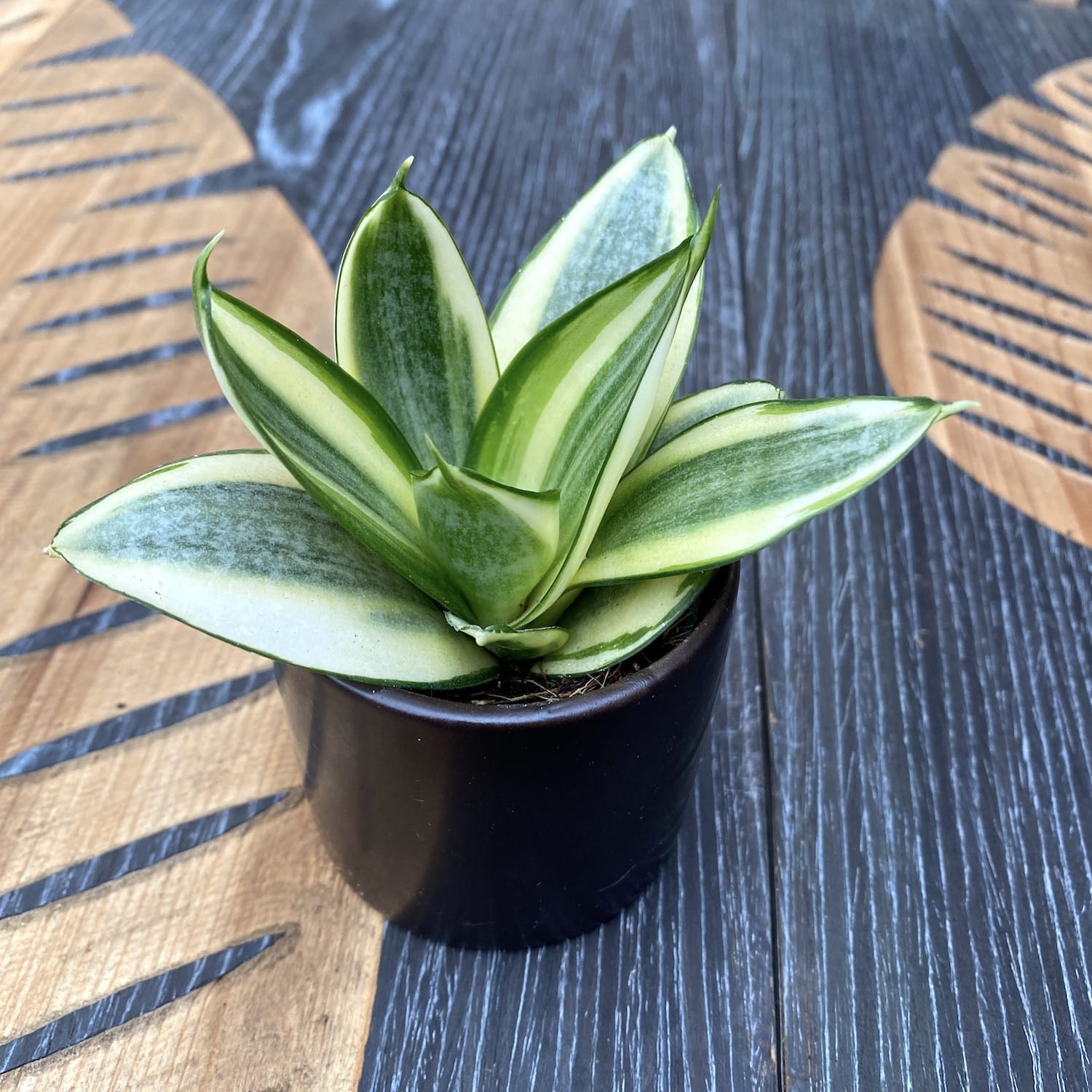 Sansevieria trifasciata 'Golden Hahnii' D6