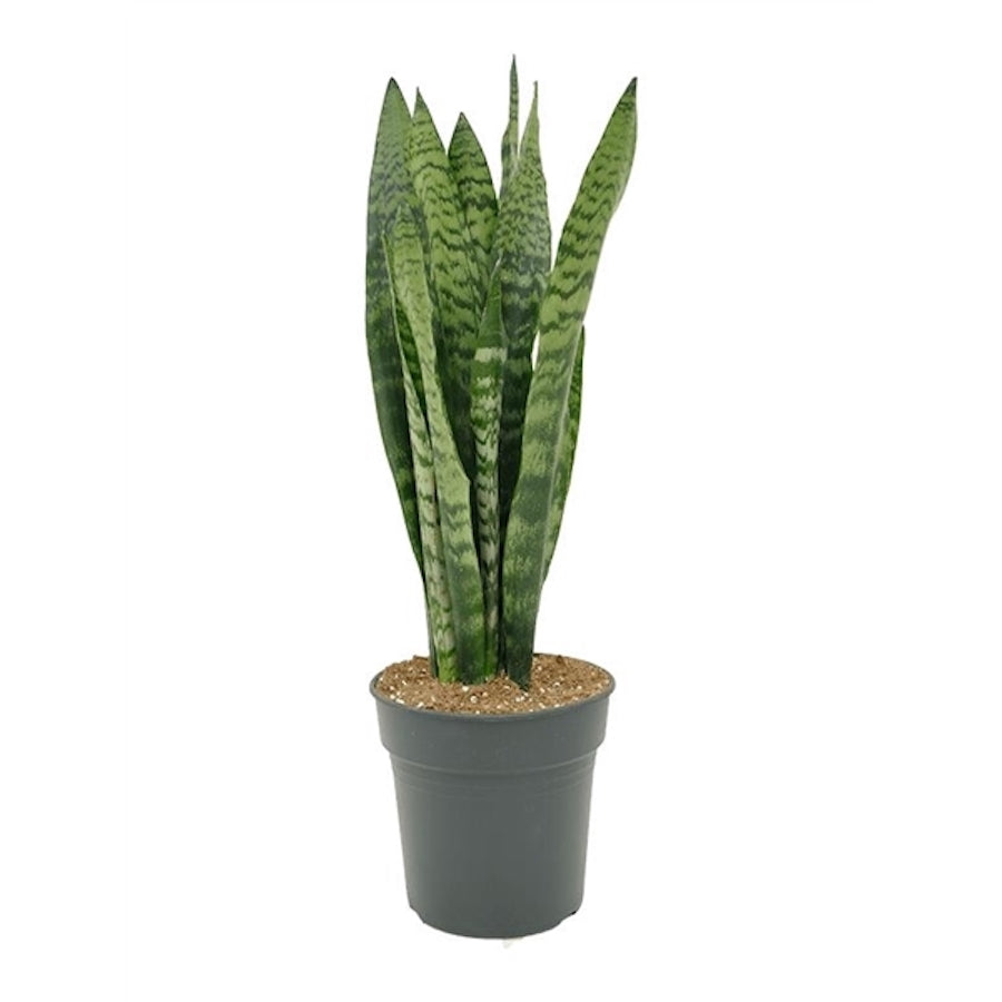 Sansevieria zeylanica XL H95 cm
