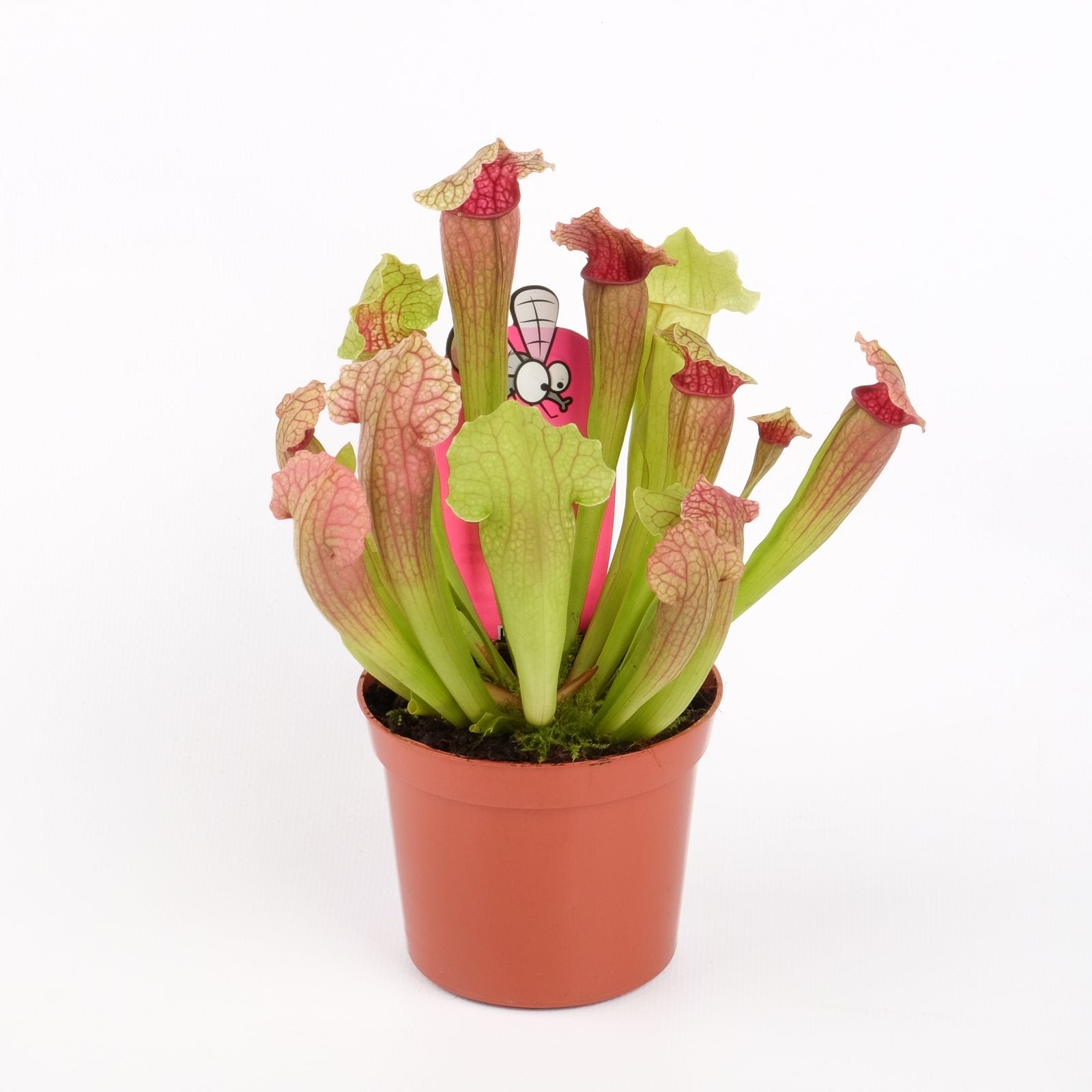 Sarracenia Fiona - Planta Ulcior