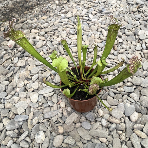 Sarracenia farnhamii hybrid - pitcher plant