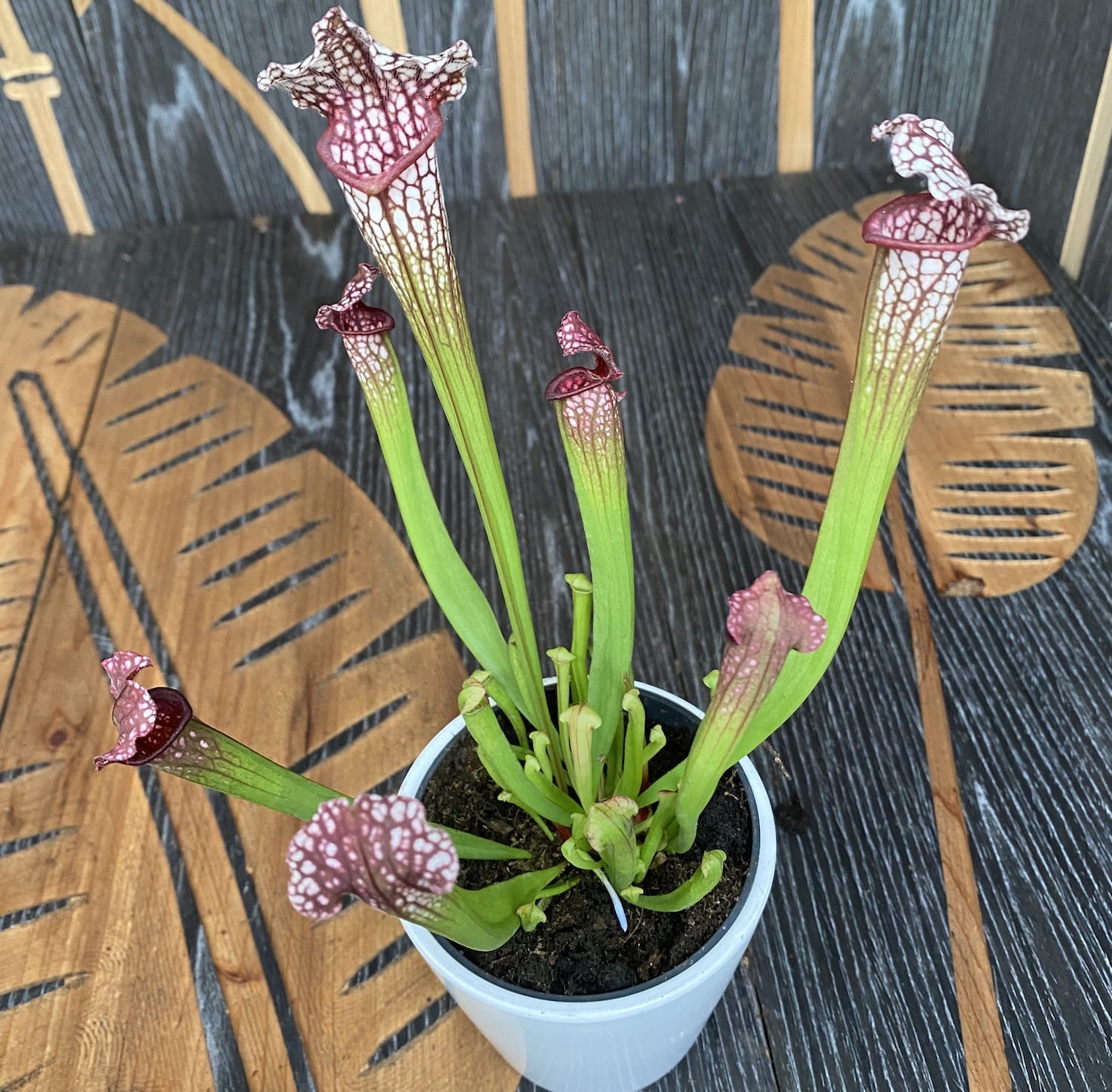 Sarracenia leucophylla 'Mississippi' - planta ulcior