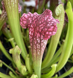 Sarracenia leucophylla 'Mississippi' - planta ulcior