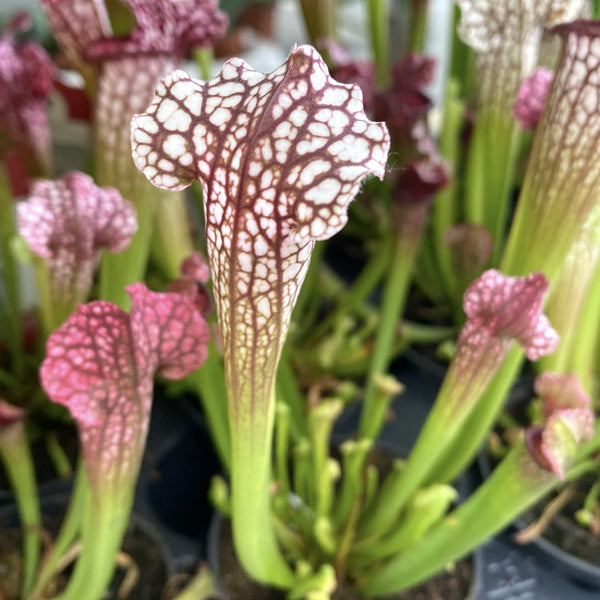Sarracenia leucophylla 'Mississippi' - pitcher plant