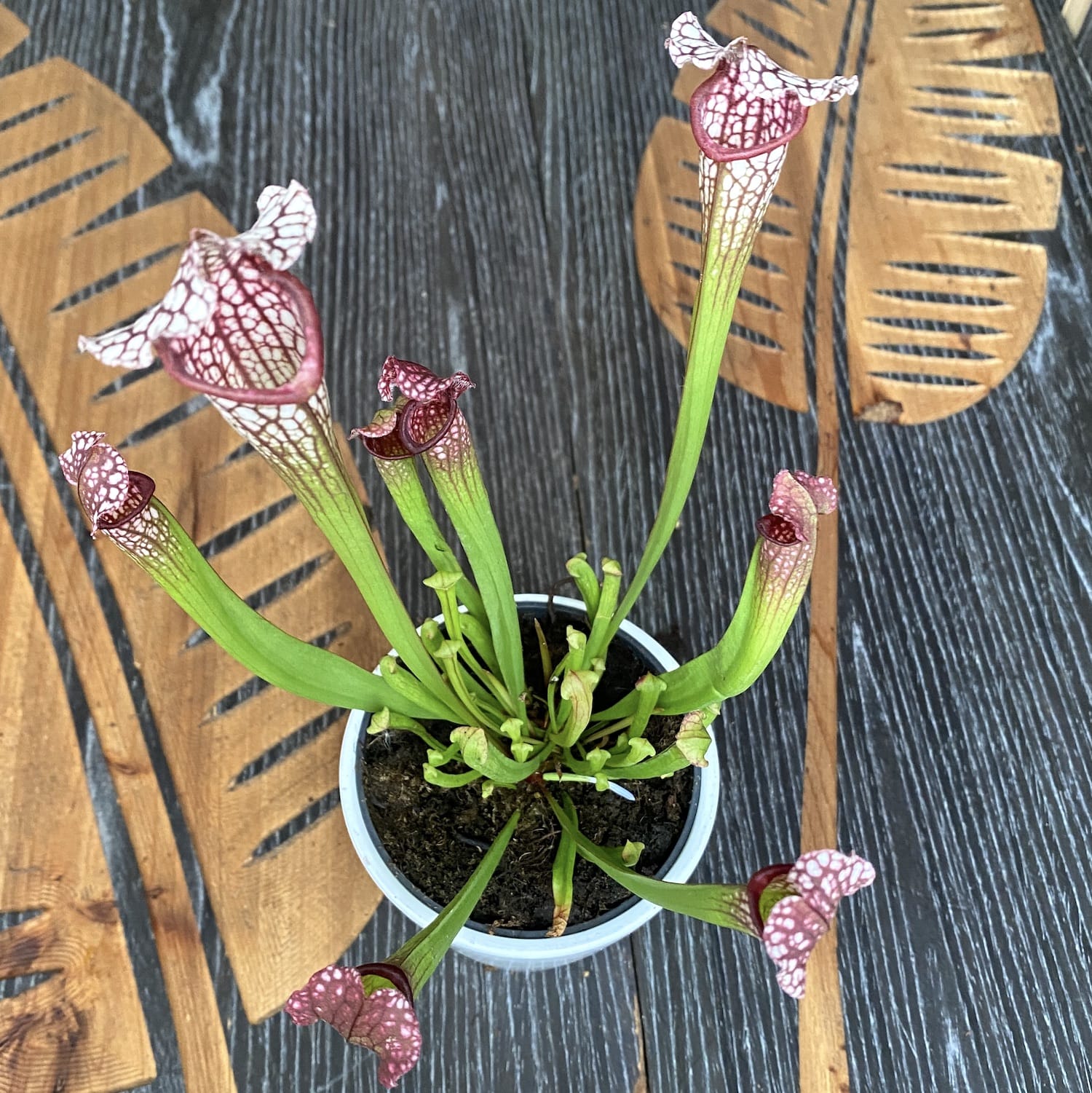 Sarracenia leucophylla 'Mississippi' - planta ulcior