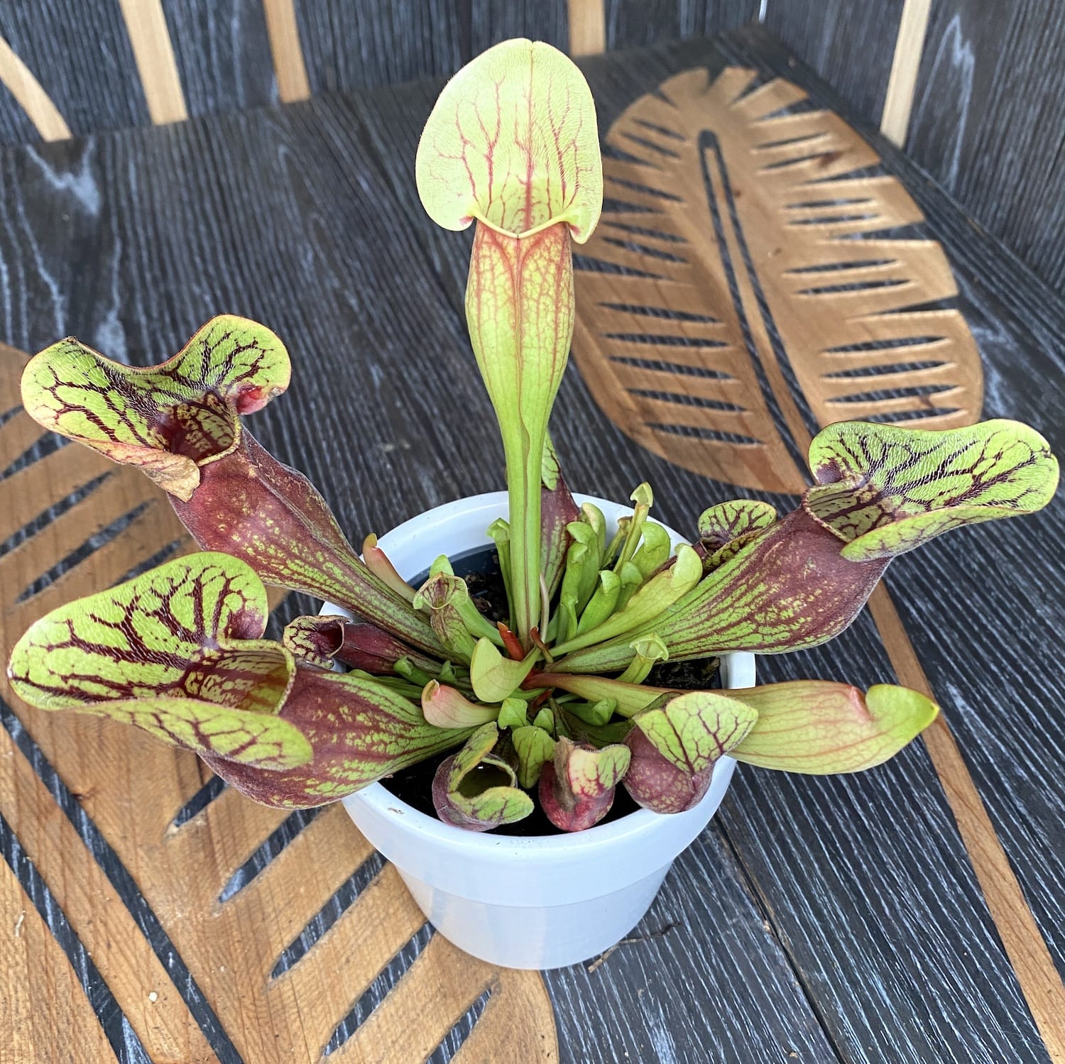 Sarracenia purpurea 'Dracula' - planta ulcior