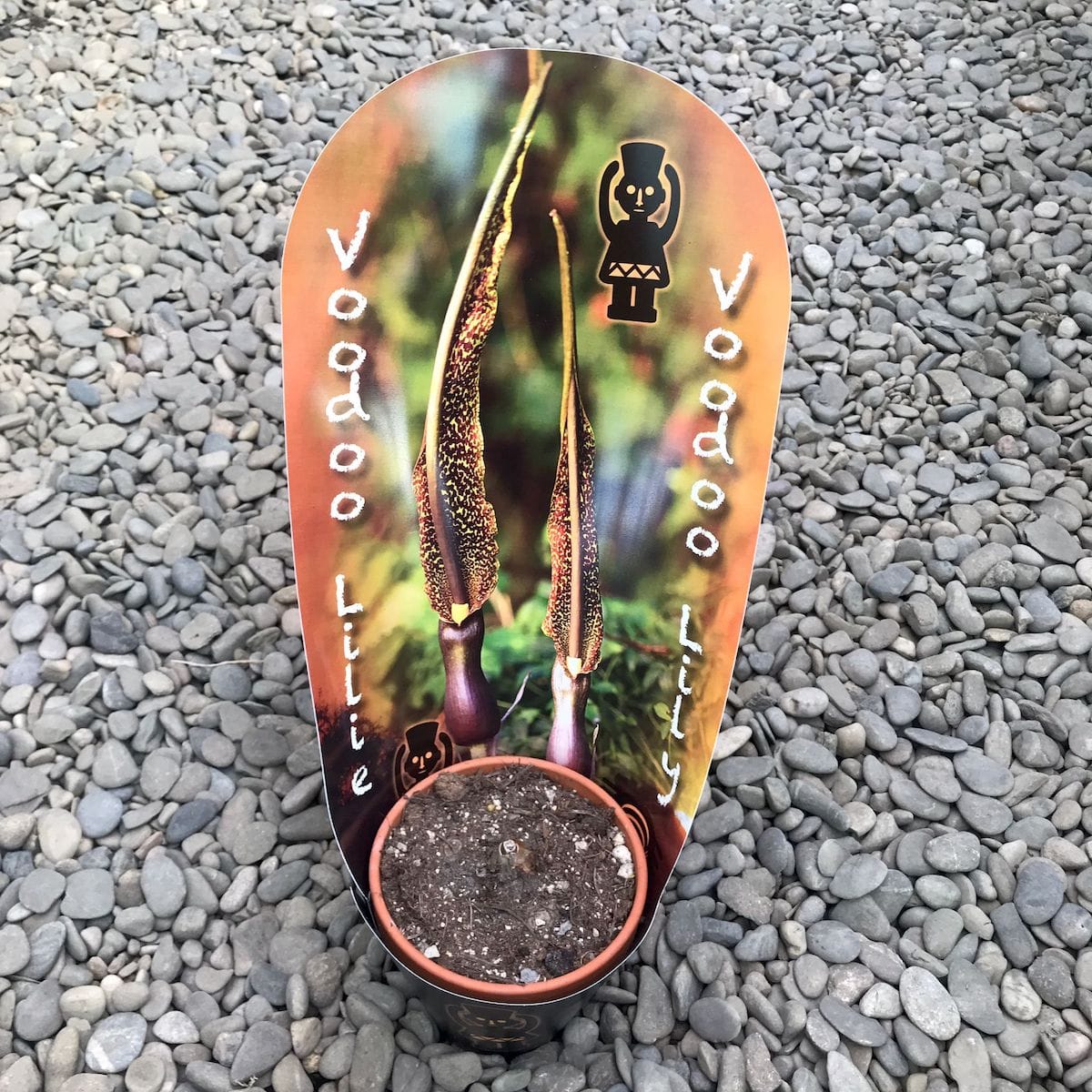 Sauromatum Venosum 'Voodoo Lily'