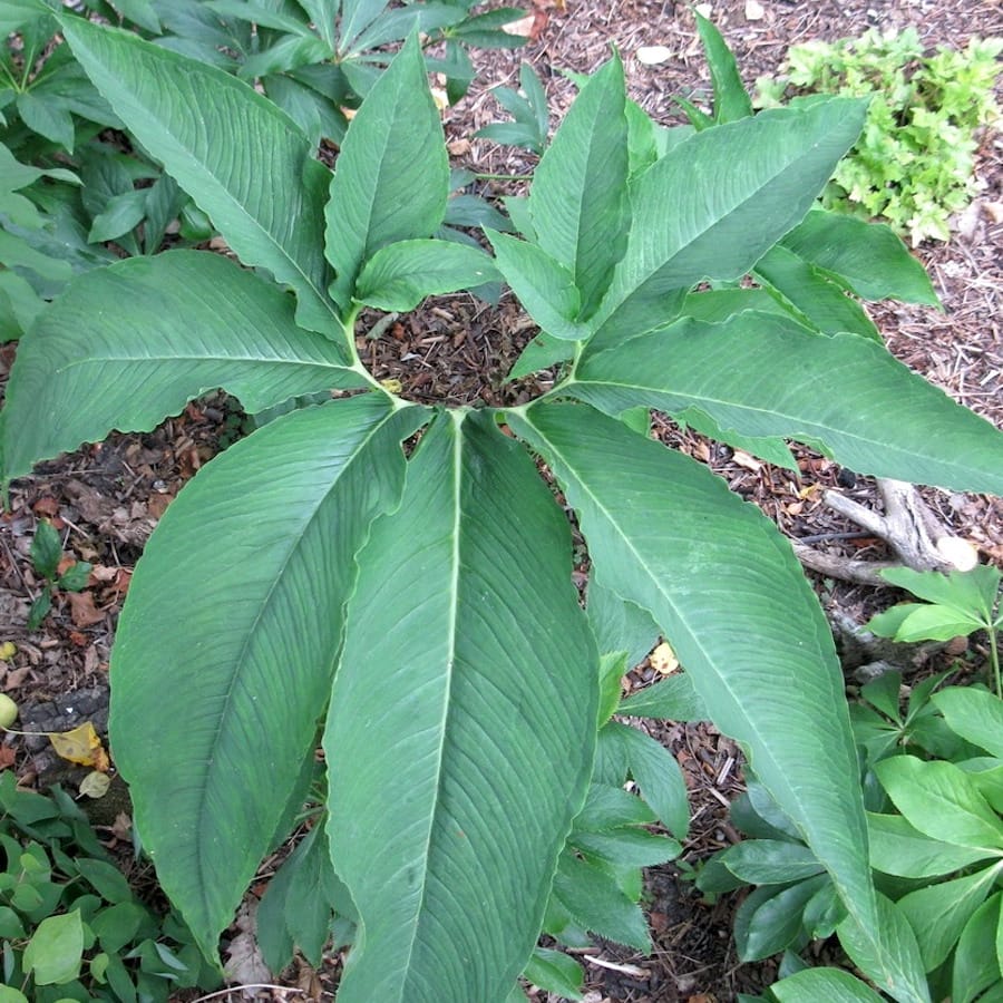 Sauromatum Venosum 'Voodoo Lily'