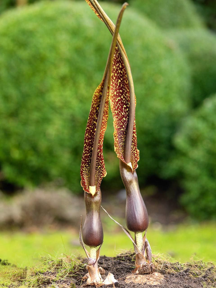 Sauromatum Venosum 'Voodoo Lily'