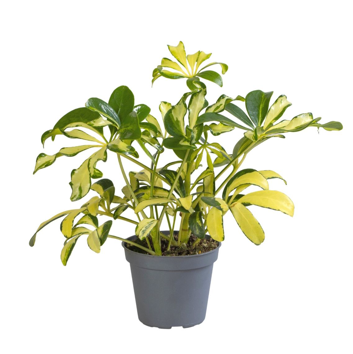 Schefflera 'Madame De Smet' (babyplant)