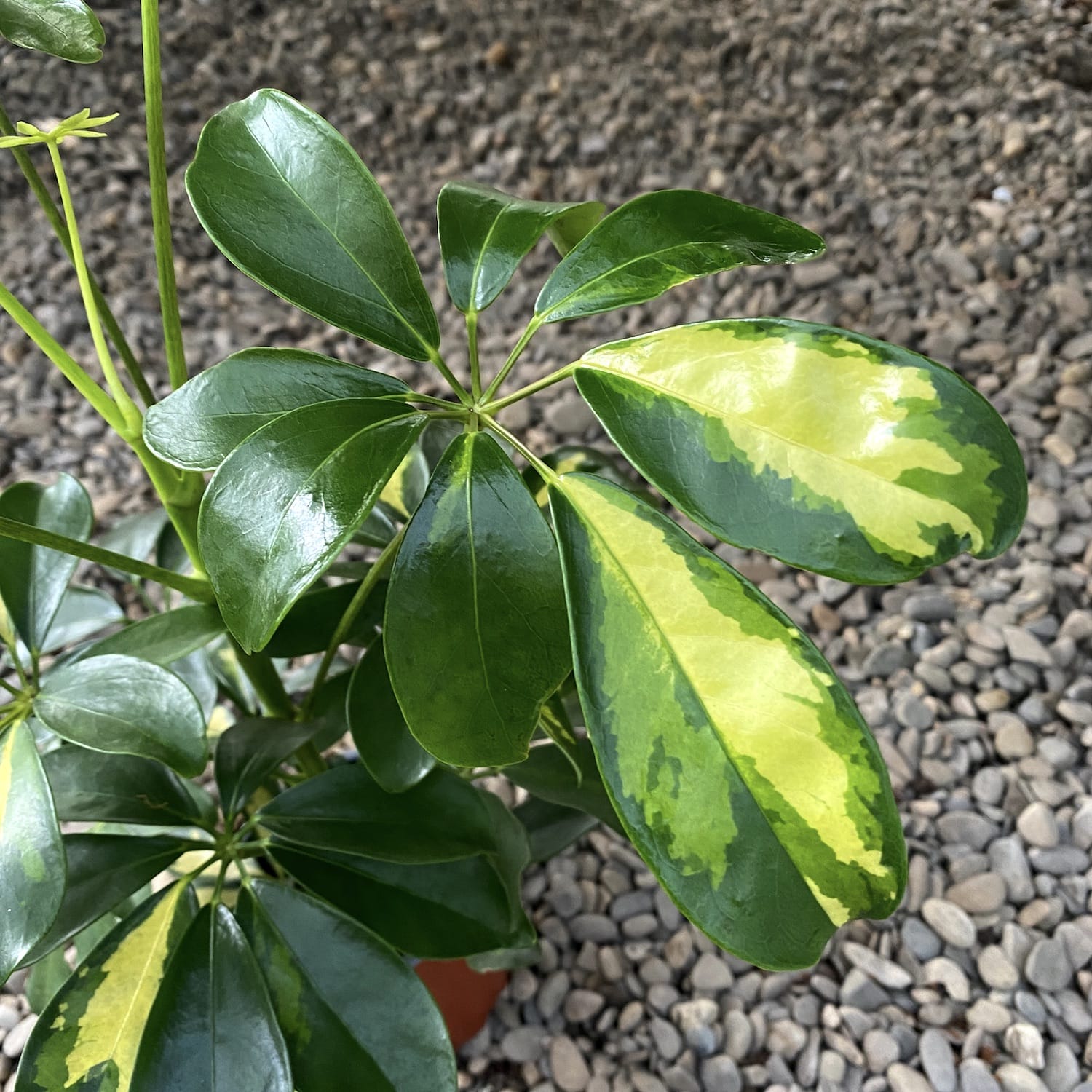 Schefflera arboricola Gold Capella - Arborele Umbrela