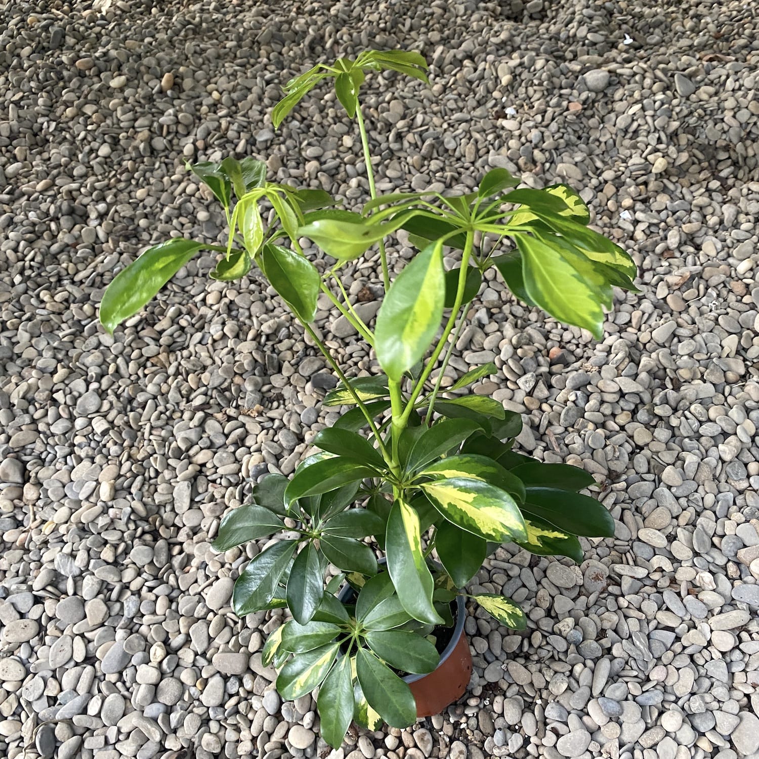 Schefflera arboricola Gold Capella - Arborele Umbrela