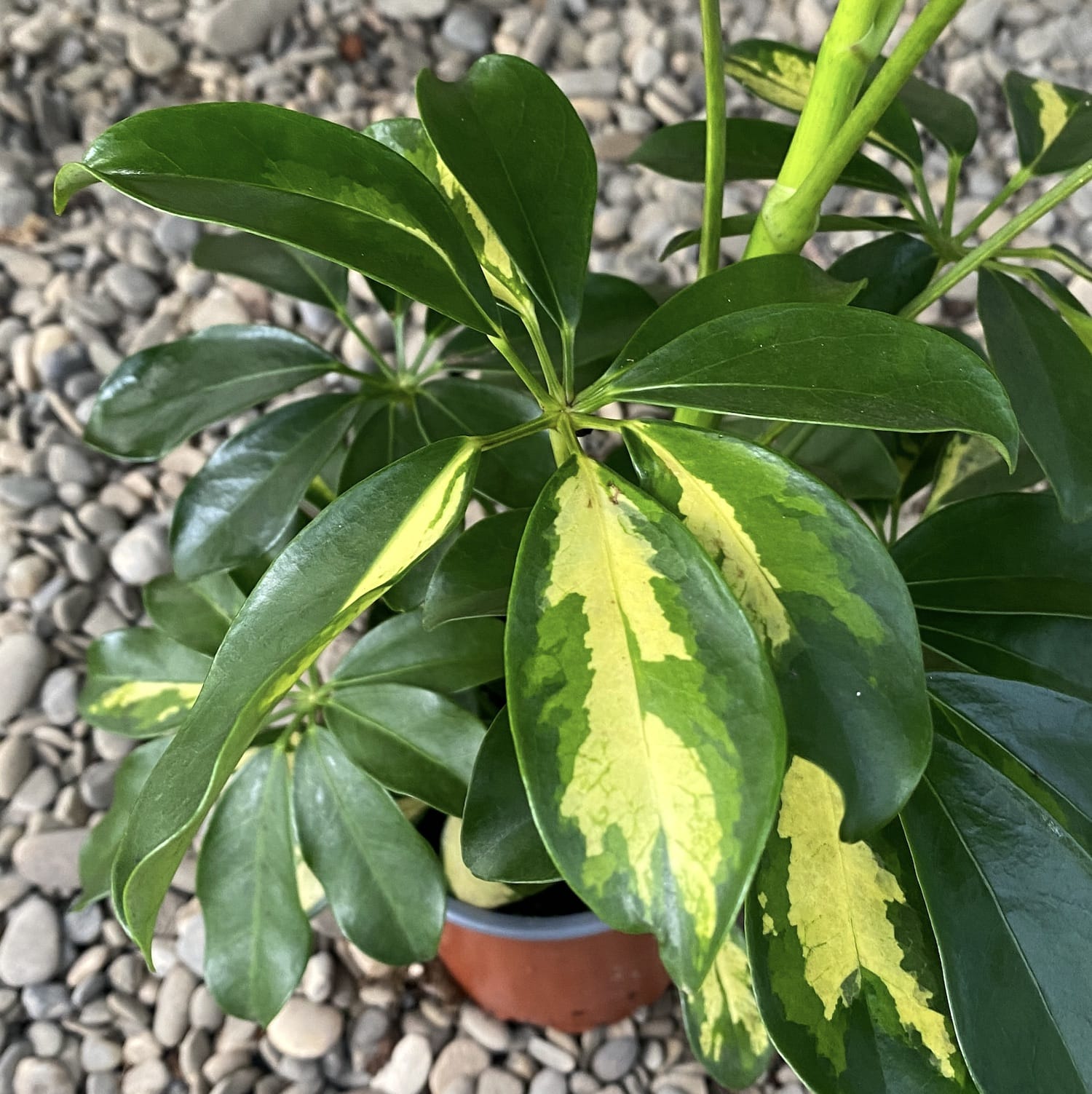Schefflera arboricola Gold Capella - Arborele Umbrela