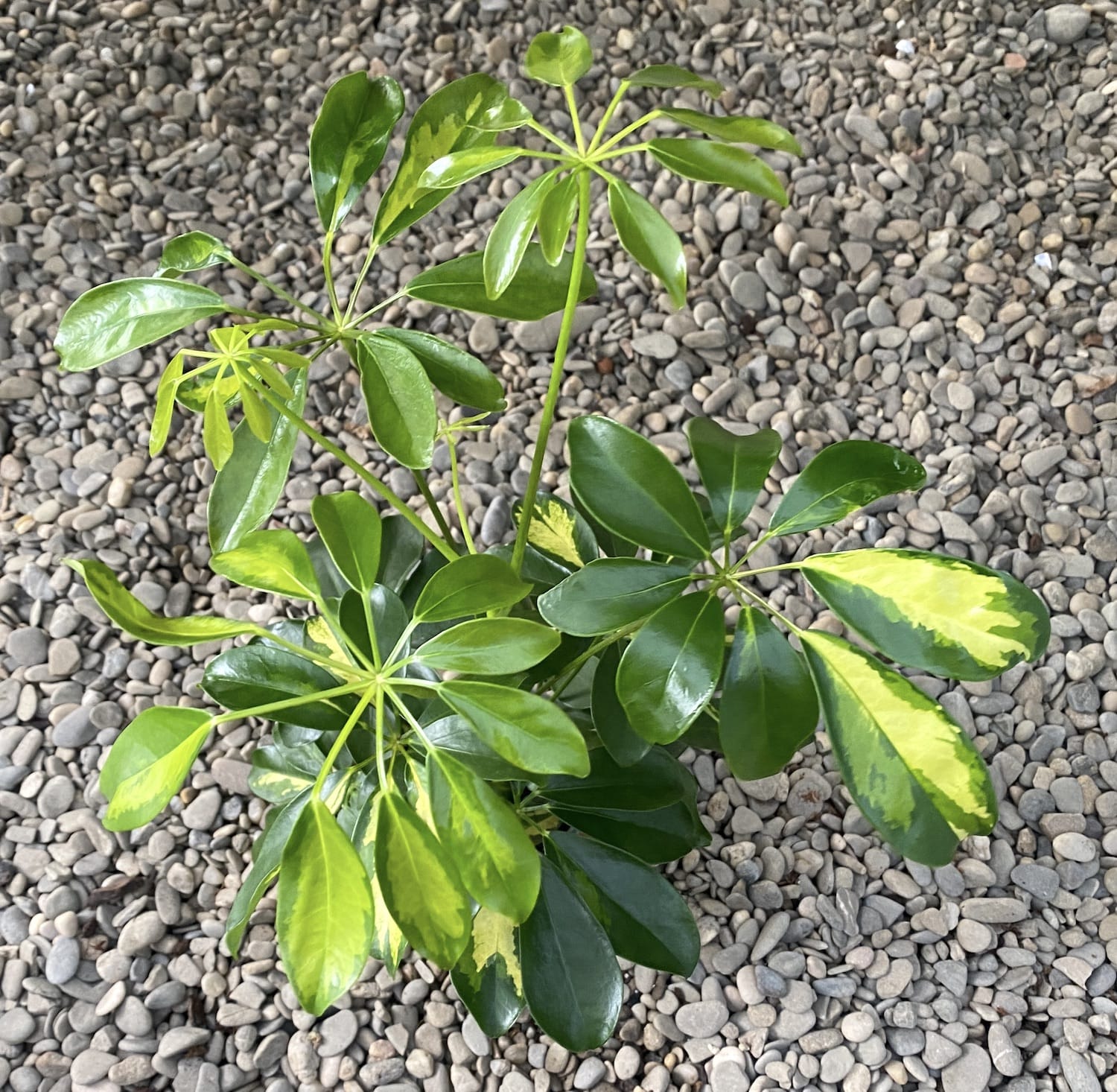 Schefflera arboricola Gold Capella - Arborele Umbrela