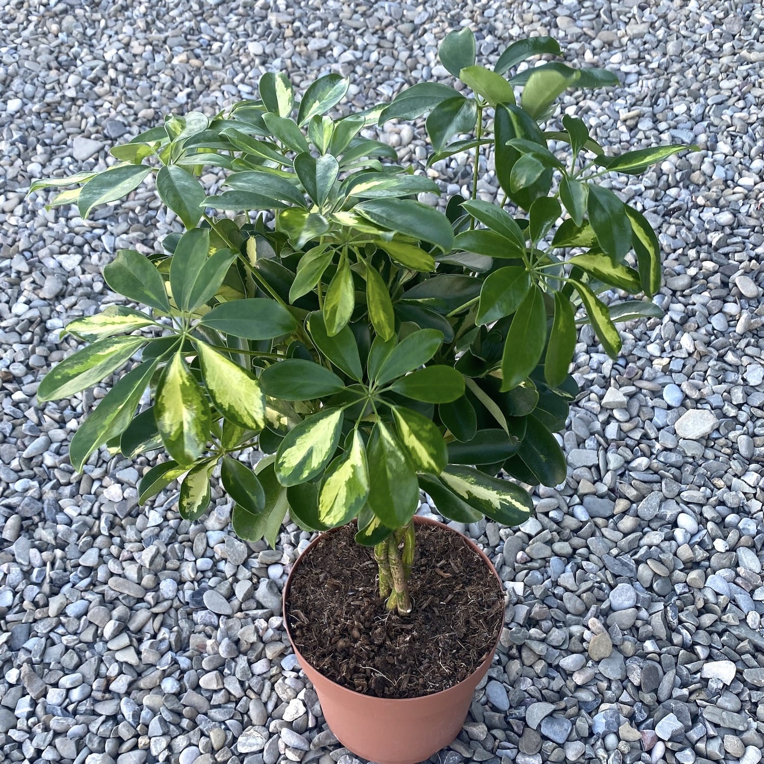 Schefflera arboricola 'Gold Capella' H85 cm