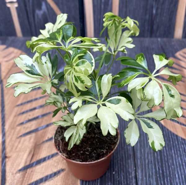 Schefflera arboricola 'Janine' (babyplant)