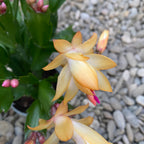 Schlumbergera 'Danica Yellow’ (Craciunita galbena) 2pp