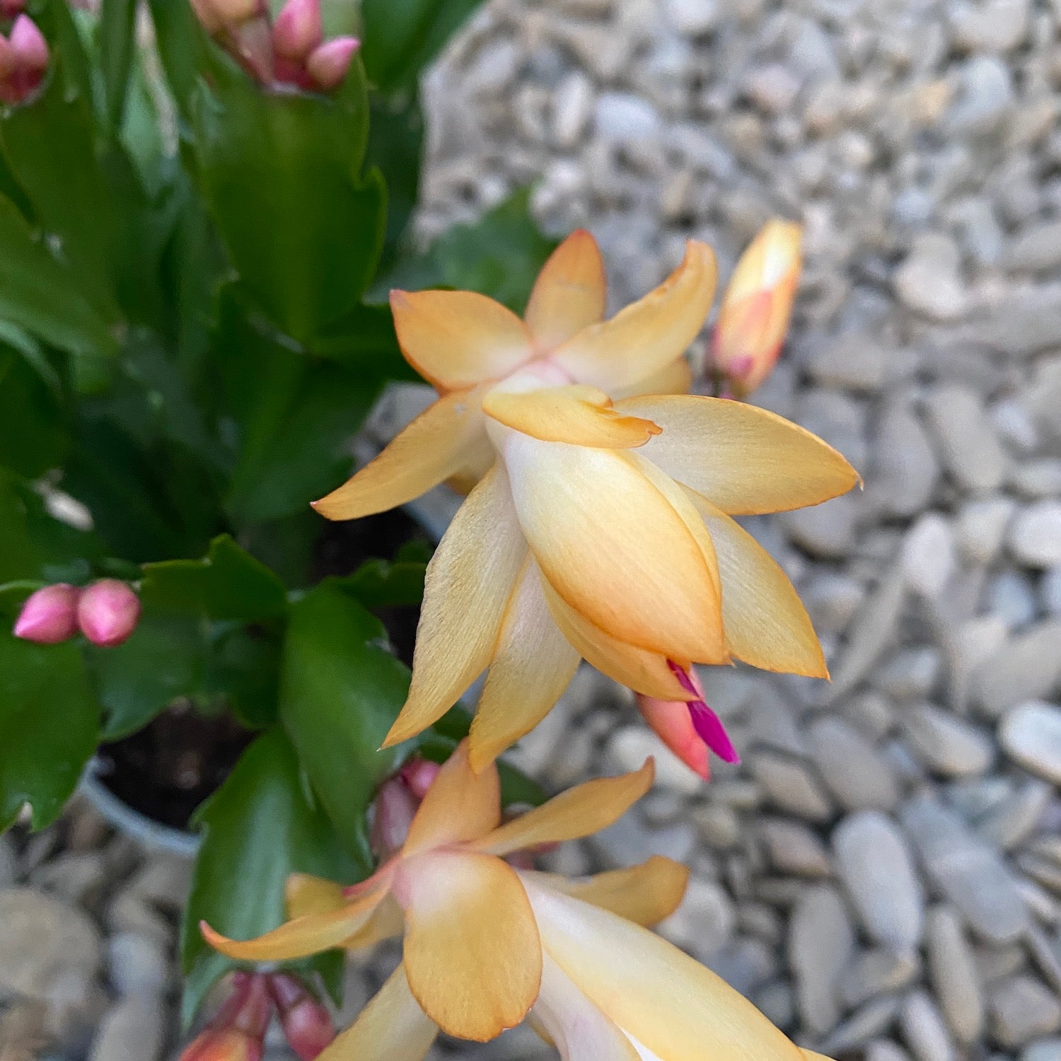 Schlumbergera 'Danica Yellow’ (Craciunita galbena) 2pp