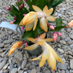 Schlumbergera 'Danica Yellow’ (Craciunita galbena) 2pp