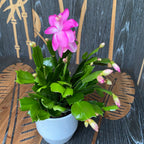 Schlumbergera 'Pink Brazil' (Craciunita roz-ciclam)