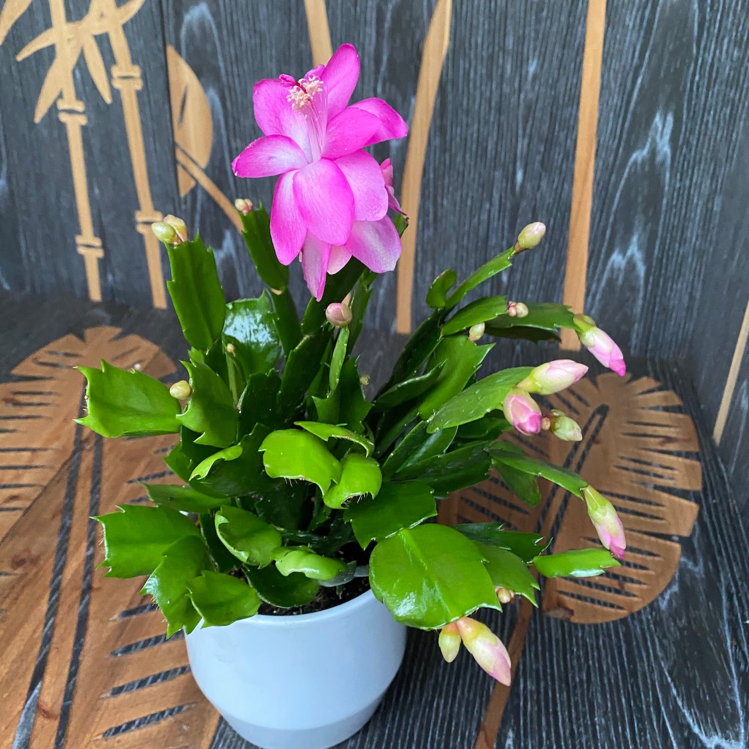 Schlumbergera 'Pink Brazil' (Craciunita roz-ciclam)