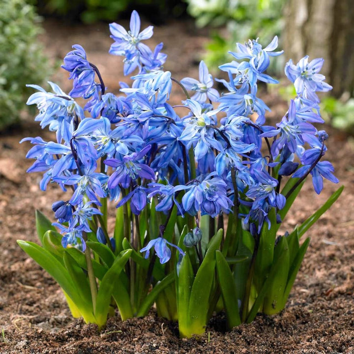 Scilla siberica (Blue)(Siberian squill, Viorele siberiene)