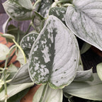 Scindapsus pictus 'Silvery Ann' - XL primjerci