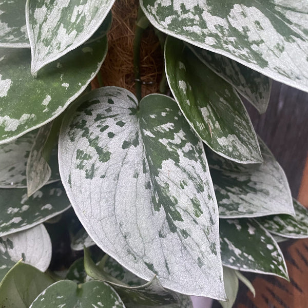 Scindapsus pictus 'Silvery Ann' (7-8 plants/pot)