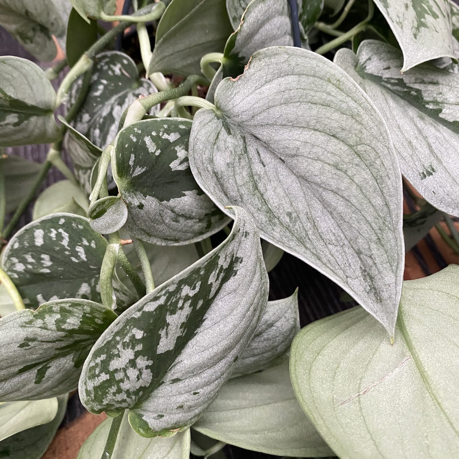 Scindapsus pictus 'Silvery Ann' - exemplare XL