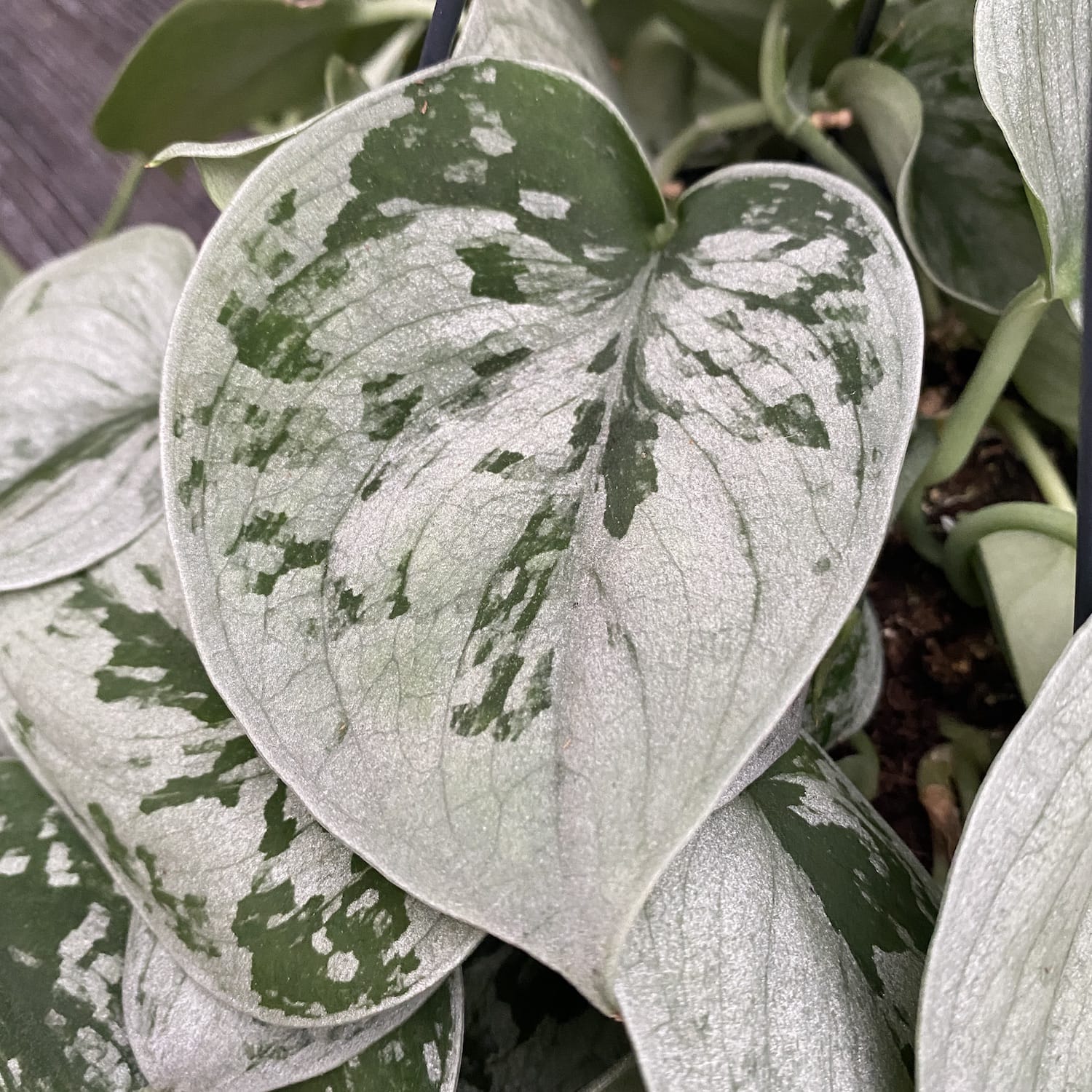 Scindapsus pictus 'Silvery Ann' - exemplare XL