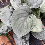 Scindapsus pictus 'Silvery Ann' - XL primjerci