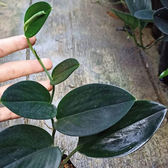 Scindapsus Treubii 'dark Form' (scindapsus 'dark Moonlight') - 2 Plant 