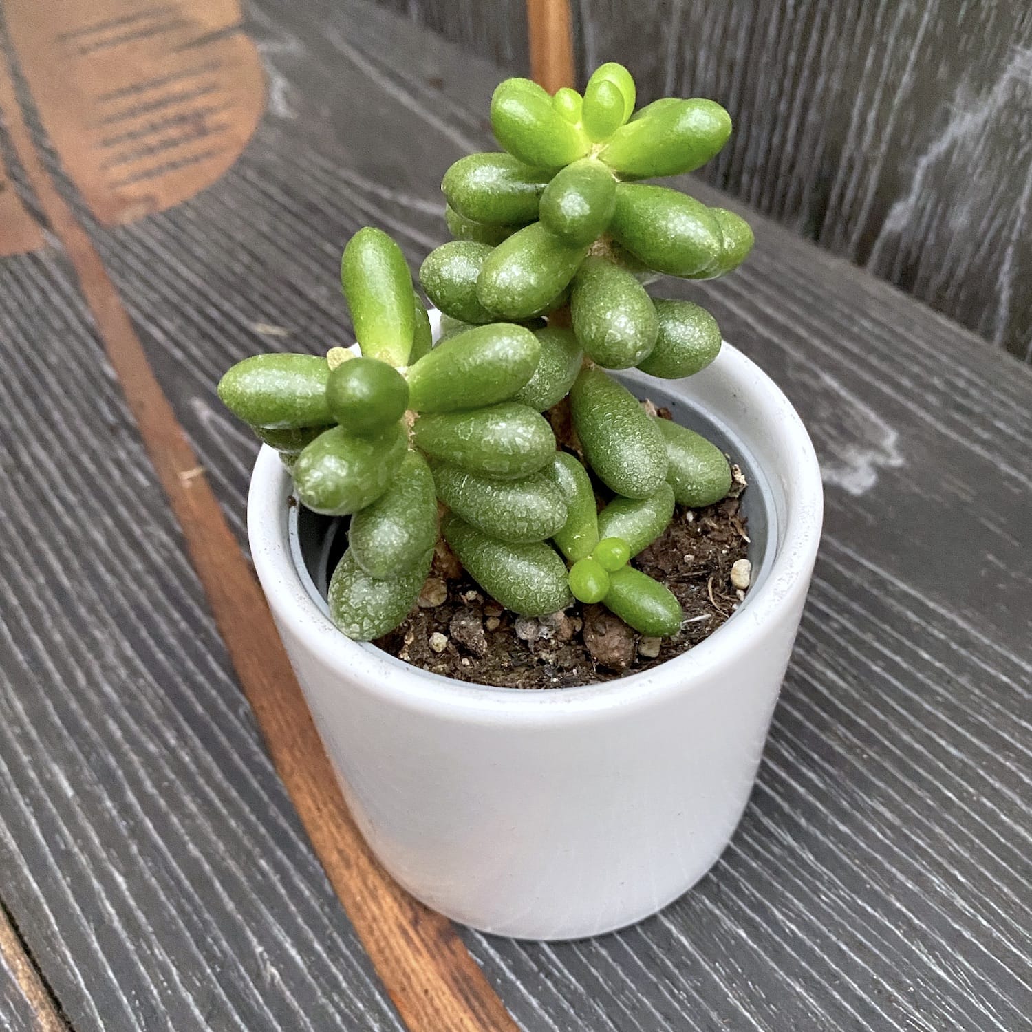 Sedum Hernandezii