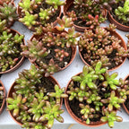 Sedum rubrotinctum (Jelly Bean)