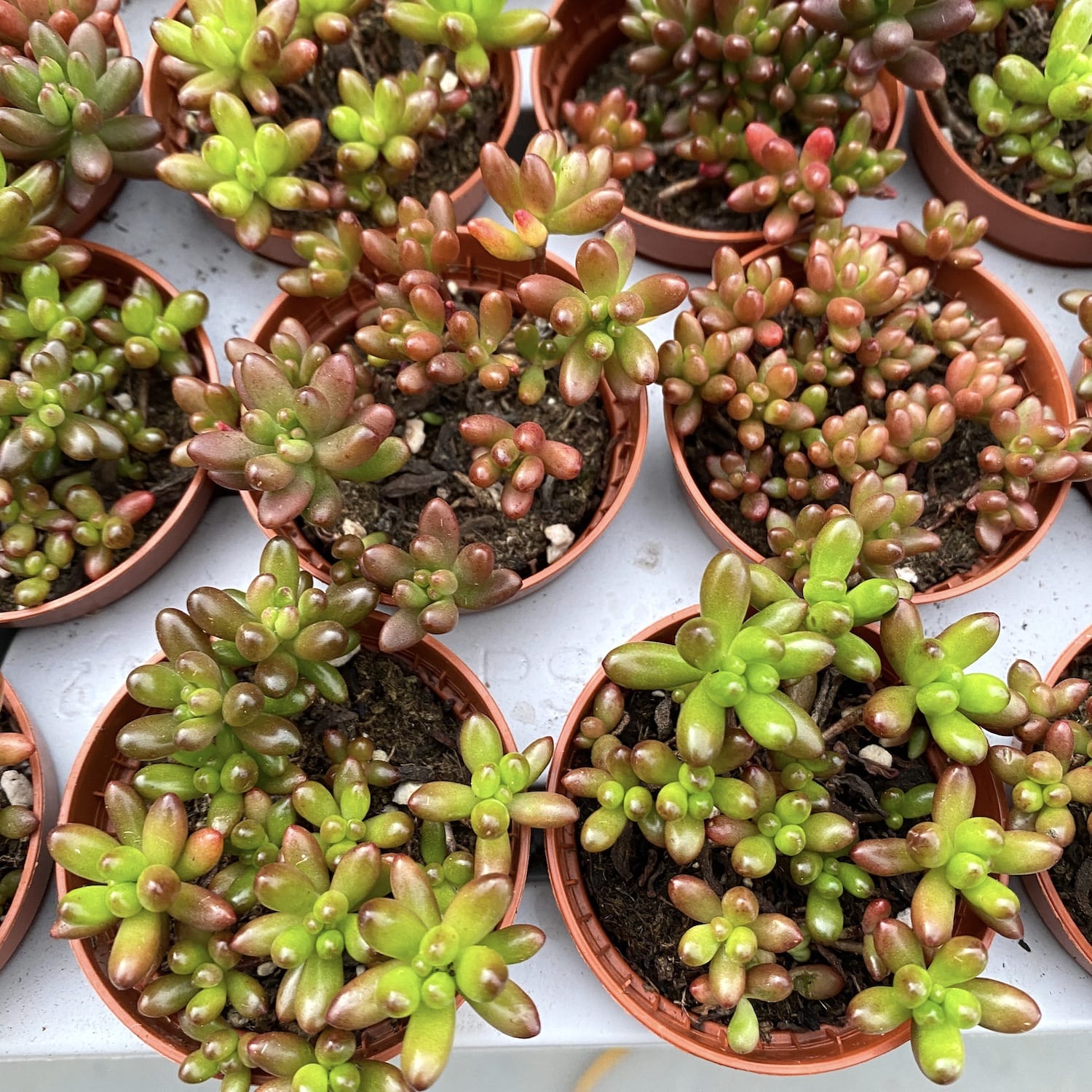 Sedum rubrotinctum (Jelly Bean)