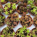 Sedum rubrotinctum (Jelly Bean)