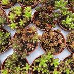 Sedum rubrotinctum (Jelly Bean)