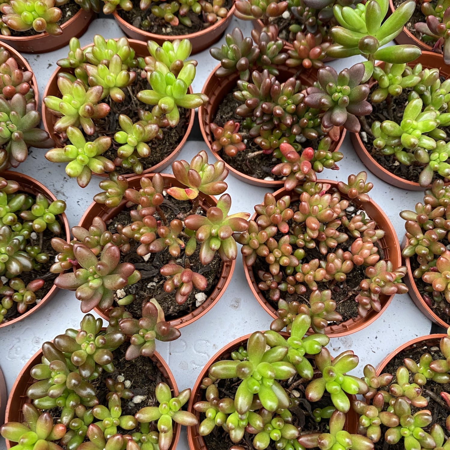 Sedum rubrotinctum (Jelly Bean)