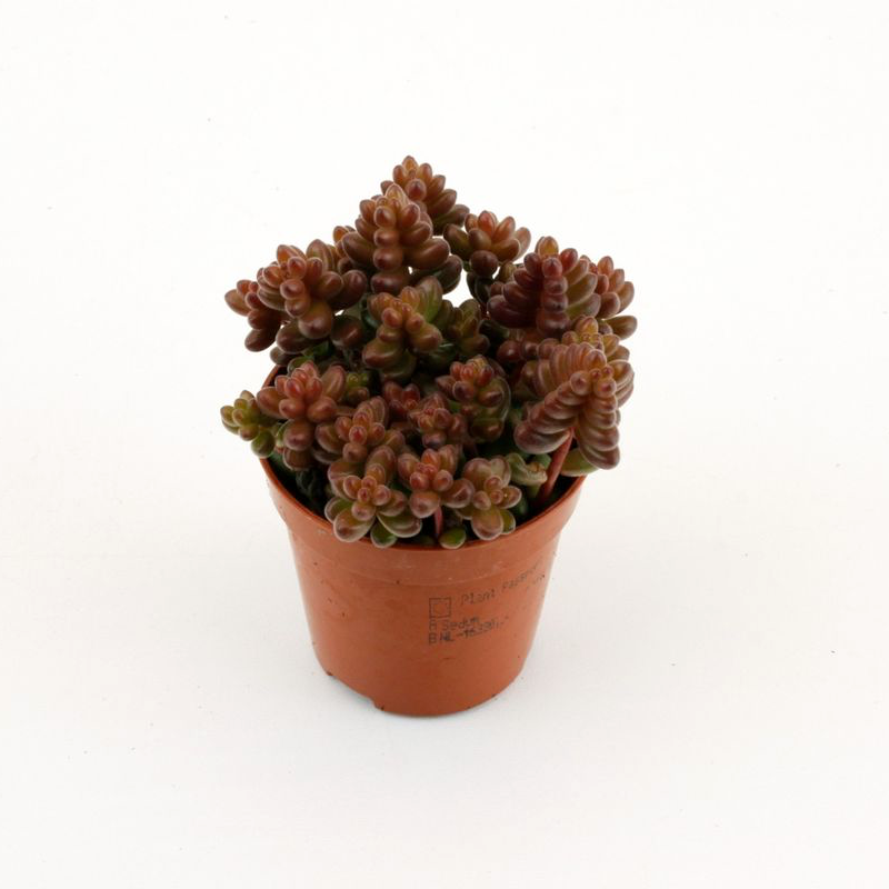 Sedum Stahlii (sedum mexican)